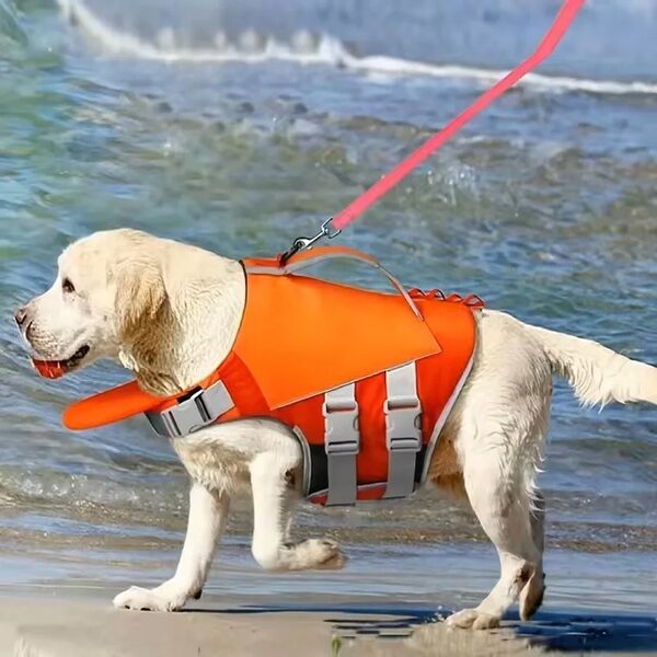 A yellow Labrador walking out of the shallows in the Coral vest