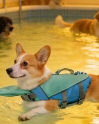 Dogs swimming in a pool, the teal vest easy to spot in the water
